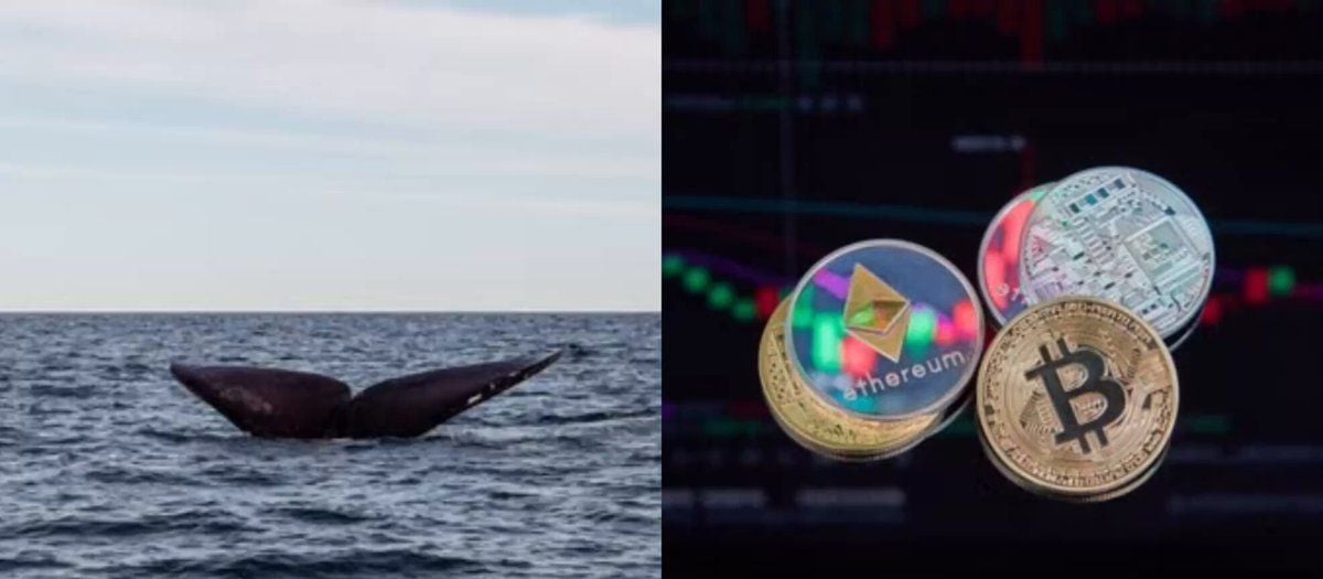 这只巨鲸正在大量囤积BTC和ETH！