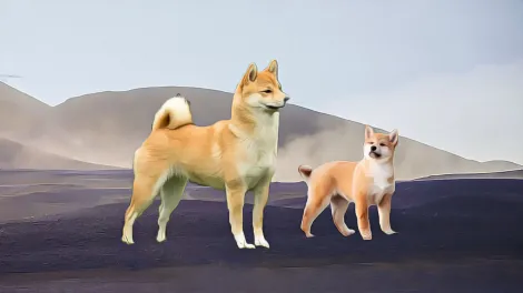 柴犬币的戏剧性复苏：代币迎来新曙光？