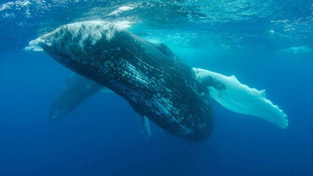 The actions of altcoin whales during the surge were revealed
