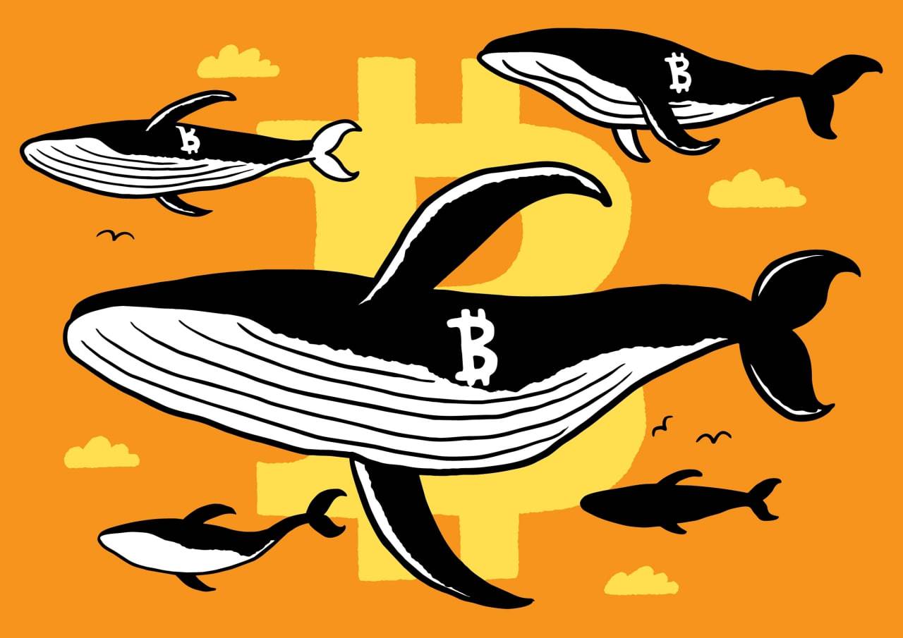 Bitcoin whales dominate the market, retail signals continue to be sluggish