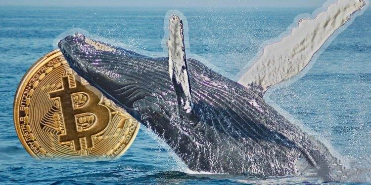 ‌「巨鲸」加速抛售比特币，但仍称不上恐慌信号？