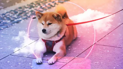 柴犬币的Shibarium重组进展顺利，而Kusama则保持沉默